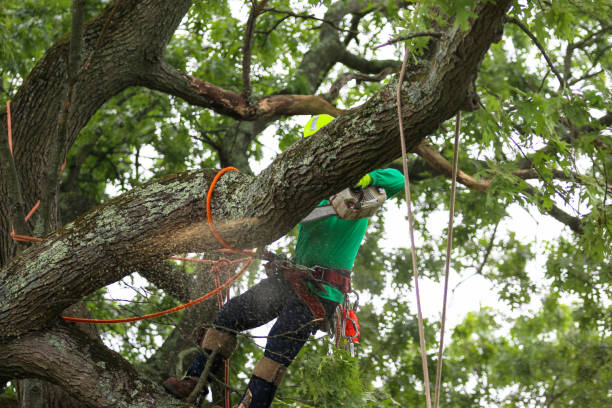 Best Utility Line Clearance  in Landmk, AR